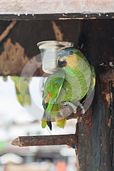 Close up portrait of a parrot