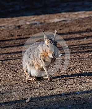 Close-up portrait of Patagonian mara Dolichotis patagonum in winter