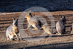 Close-up portrait of Patagonian mara Dolichotis patagonum in winter