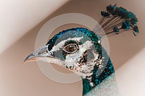 Close up portrait Peacock`s. Peahen Head on Gray background.