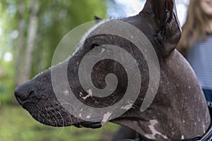 Close-up portrait of a pedigreed dog xoloitzcuintli Mexican naked. A beautiful bald dog looks into the distance. Smart