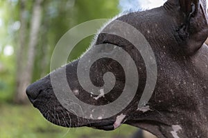 Close-up portrait of a pedigreed dog xoloitzcuintli Mexican naked. A beautiful bald dog looks into the distance. Smart