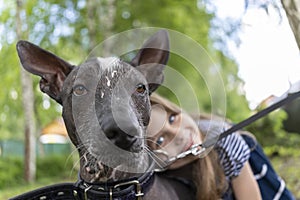 Close-up portrait of a pedigreed dog xoloitzcuintli Mexican naked with a girl in the background. A beautiful bald dog