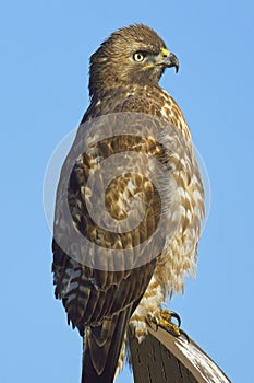 Close up portrait of perched hawk
