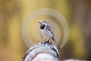 Close up portrait of a perched White Wagtail Motacilla alba bird with white, gray and black feathers