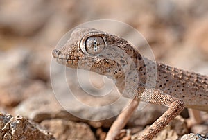 The Persian spider gecko, Agamura persica photo
