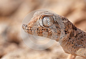 Head portrait of the Persian spider gecko, Agamura persica photo