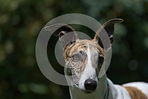 Close up portrait of pet greyhound dog with prominent ears pointing