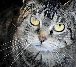 Close Up of a Tabby Cat