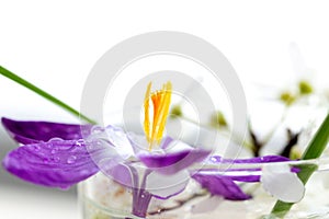 A close up portrait of a picked purple crocus flower in a glass of water in front of a bright window indoors. There are some other