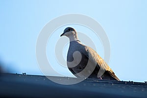 A close up portrait of a pidgeon sitting on a roof with the sun shining on one of its wings. The bird is looking around and ready