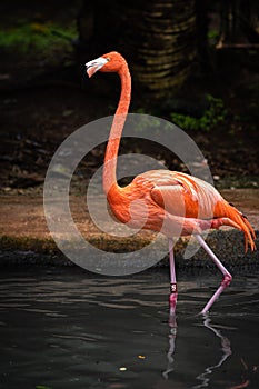 Close up portrait of pink American Caribbean Flamingos. Phoenicopterus ruber