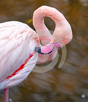 Close up portrait of pink flamingo