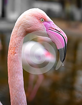 Close up portrait of pink flamingo