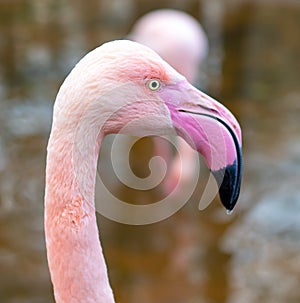 Close up portrait of pink flamingo