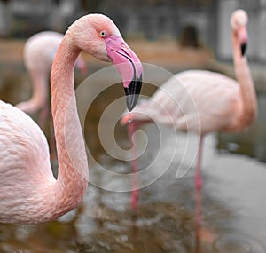 Close up portrait of pink flamingo