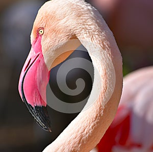 close-up portrait of a pink flamingo