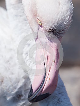 Close-up portrait of pink flamingo