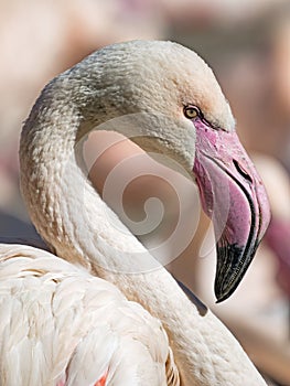 Close-up and portrait of a pink flamingo, Phoenicopterus roseus