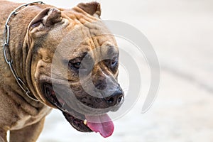 Close up portrait of a pitbull dog,vagrant dog