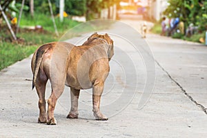 Close up portrait of a pitbull dog,vagrant dog