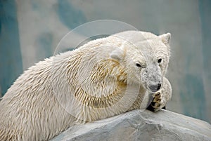 Close-up portrait of a polar bear lying on a stone