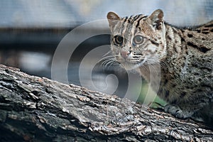 Close up portrait Prionailurus viverrinus. The fishing cat is the state animal of West Bengal. Asian, endangered predator, sitting