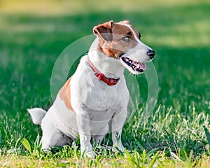 Close-up portrait in profile of cute small white and brown dog jack russel terrier sitting on green grass in park and looking at r