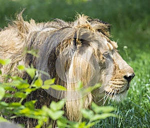 Close up portrait in profile of head an Asiatic lion, Panthera leo persica, walking in the grass The King of beasts