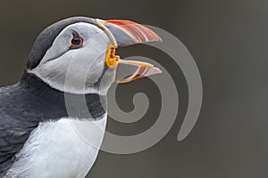 Close-up Portrait of Puffin with Open Beak on Skomer Island