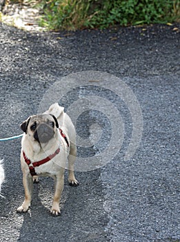 Close-up Portrait of Pug Carlino looking up