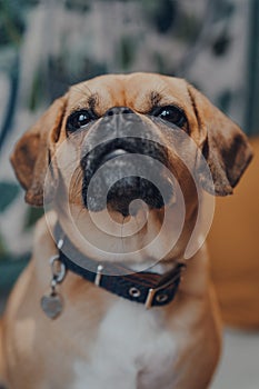 Close up portrait of a puggle dog, looking at the camera