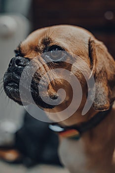 Close up portrait of a puggle dog looking to the side