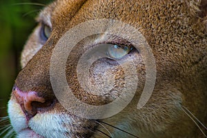 Close up portrait of a Puma or Cougar with blue eyes