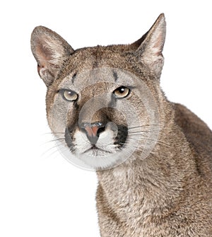 Close-up portrait of Puma cub, Puma concolor, 1 year old