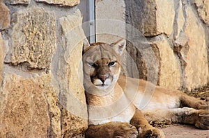 Close-up portrait of Puma Mountain Lion