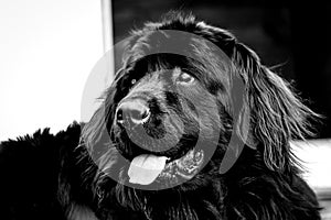 Close up portrait of a purebread Newfoundland dog photo