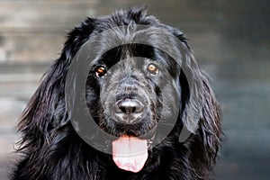 Close up portrait of a purebread Newfoundland dog photo