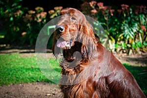 Close up portrait of a purebred english cocker in garden