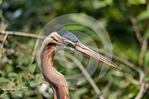 Close-up portrait of purple heron, naturalistic