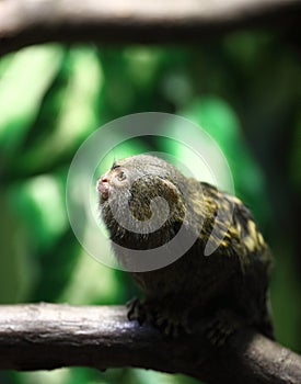 Close-up portrait of pygmy marmoset