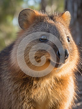 Close-up portrait of a quokka in the wild.