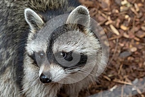 A close up portrait of a raccoon standing in a woodland landscape looking around. The animal has white and grey fur and has a