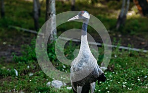 Close-up portrait of a rare gray crane. Nature protection concept