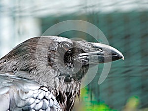 Close-up portrait of a raven bird black crow on black background