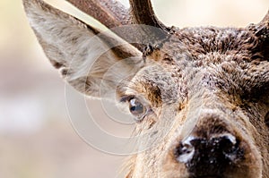 A close up portrait of a red deer in Scotland with water droplet