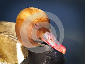 Close-up portrait of red duck