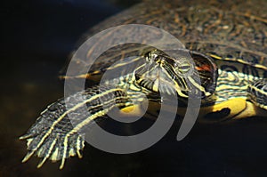 Close up portrait of a red-eared slider turtle Terrapin