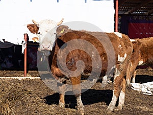 A close-up portrait of a red-haired farm cow