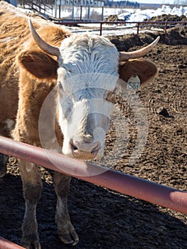 A close-up portrait of a red-haired farm cow